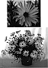 Osteospermum%20ecklonis%20%27Sunny%20Dark%20Florence%27