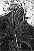 Papaver%20orientale%20%27Ruffled%20Patty%27