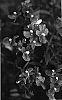 Nemesia%20hybrida%20%27KLENH05138%27