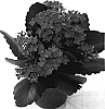 Kalanchoe%20blossfeldiana%20%27Galera%27