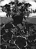 Petunia%20x%20hybrida%20%27Sunsurfpafure%27