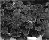 Pelargonium%20x%20hortorum%20%27KLEPZ05129%27