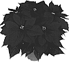 Euphorbia%20pulcherrima%20%27Duemetro%27
