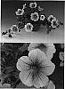Petunia%20x%20hybrida%20%27Sunsurfmomo%27