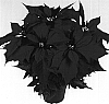 Euphorbia%20pulcherrima%20%27Dueavared%27