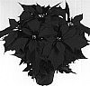 Euphorbia%20pulcherrima%20%27Dueavared%27