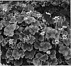 Pelargonium%20x%20hortorum%20%27KLEPZ05141%27