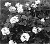 Pelargonium%20x%20hortorum%20%27KLEPZ05148%27