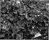 Pelargonium%20x%20hortorum%20%27KLEPZ05149%27