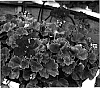 Pelargonium%20x%20hortorum%20%27KLEPZ05137%27