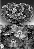 Calibrachoa%20sp.%20%27Sunbelkusubu%27