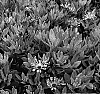 Osteospermum%20ecklonis%20%27KLEOE05520%27
