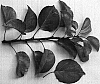 Prunus%20armeniaca%20L.%20%27NJA150%27