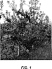 Malus%20domestica%20%27Western%20Dawn%27
