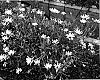 Osteospermum%20ecklonis%20%27KLEOE05119%27