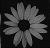 Osteospermum%20ecklonis%20%27KLEOE05118%27