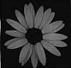 Osteospermum%20ecklonis%20%27KLEOE05118%27