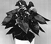 Anthurium%20andreanum%20L.%20%27Anthepedi%27