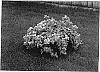 Lagerstroemia%20indica%20%27Orchard%20Cascade%20commonly%20known%20as%20Crepemyrtle%27