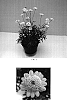 Argyranthemum%20x%20hybrida%20%27Bonmadcipi%27