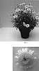 Argyranthemum%20x%20hybrida%20%27Bonmadcrel%27
