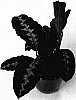 Calathea%20warscewiczii%20%27HGV04%27