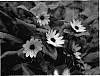 Helianthus%20debilis%20%27SLG%20DS%2005%27
