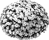 Chrysanthemum%20morifolium%20%27PPP%20CON%20Y05%27