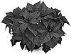Euphorbia%20pulcherrima%20%27ATN%20VP6%27