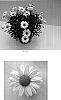 Argyranthemum%20x%20hybrida%20%27Bonmadprose%27