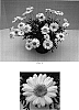Argyranthemum%20%20x%20hybrida%20%27Bonmadcrepe%27
