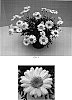 Argyranthemum%20%20x%20hybrida%20%27Bonmadcrepe%27