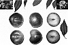 Prunus%20sp.%20%27PLUMSWEET%20IX%27