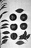 Prunus%20%27PLUMSWEET%20VIII%27