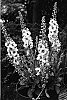 Verbascum%20hybrid%20%27Jackie%20In%20Spots%27