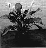 Spathiphyllum%20Schott%20%2796411-10%27