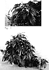 Ipomoea%20batatas%20%27Sweet%20Caroline%20Green%20Yellow%27
