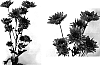 Chrysanthemum%20x%20morifolium%20%27Yosaloon%27