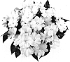 Impatiens%20hawkeri%20%27Tamar%20White%20Improved%27