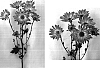 Chrysanthemum%20x%20morifolium%20%27Yellow%20Fiction%27