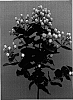 Hypericum%20androsaemum%20%27Verpeacla%27