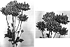 Chrysanthemum%20x%20morifolium%20%27Deep%20Wish%27