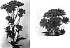 Chrysanthemum%20x%20morifolium%20%27Yodrum%27