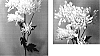 Chrysanthemum%20x%20morifolium%20%27Yoclaire%27