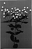 Hypericum%20androssaemum%20%27Vericecla%27