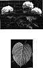 Hydrangea%20macrophylla%20%27Zebra%27