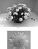 Argyranthemum%20x%20hybrida%20%27Bonmadcimro%27