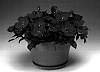 Impatiens%20hawkeri%20%27Ingcarrosb%27