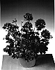 Pelargonium%20x%20hortorum%20%27Gradored%27