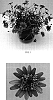 Argyranthemum%20%20x%20hybrida%20%27Bonmadcink%27